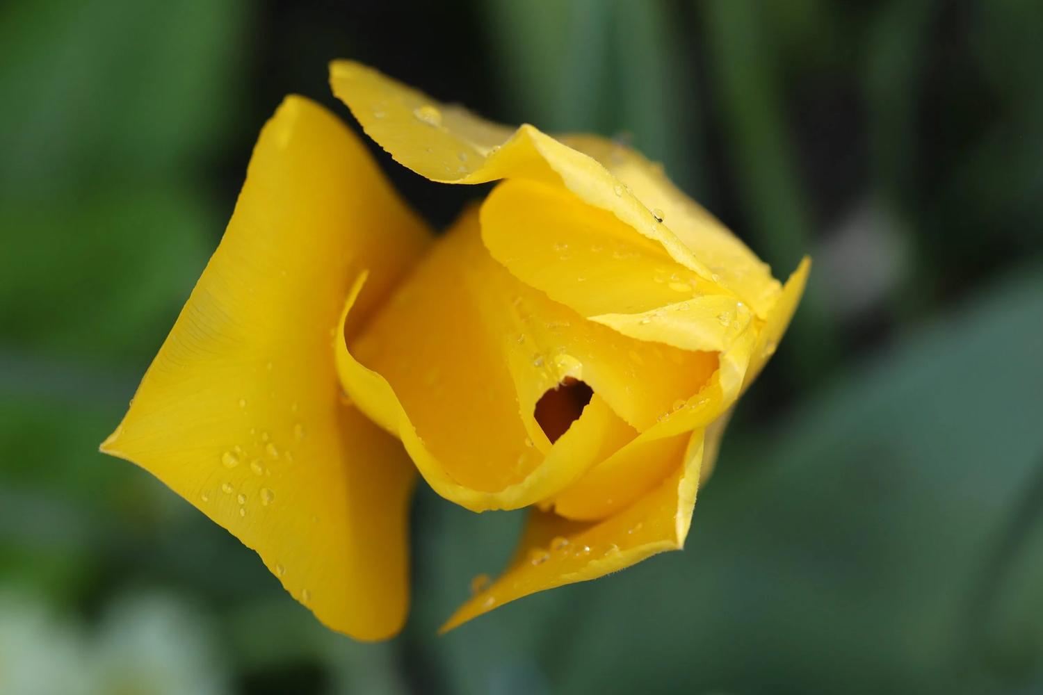 Flowers — photograph 1 by Sundeep Kheterpal