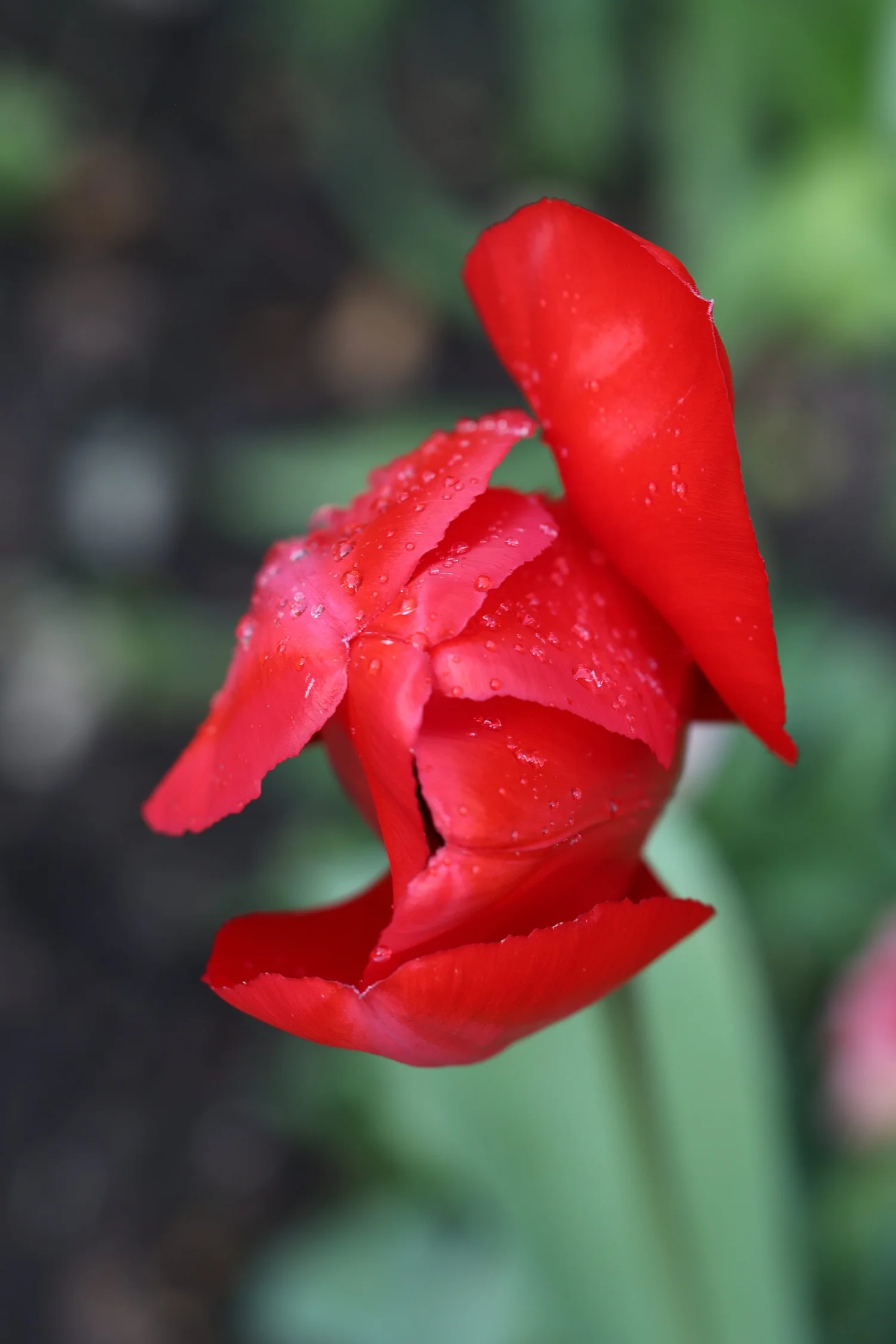 Flowers — photograph 10 by Sundeep Kheterpal