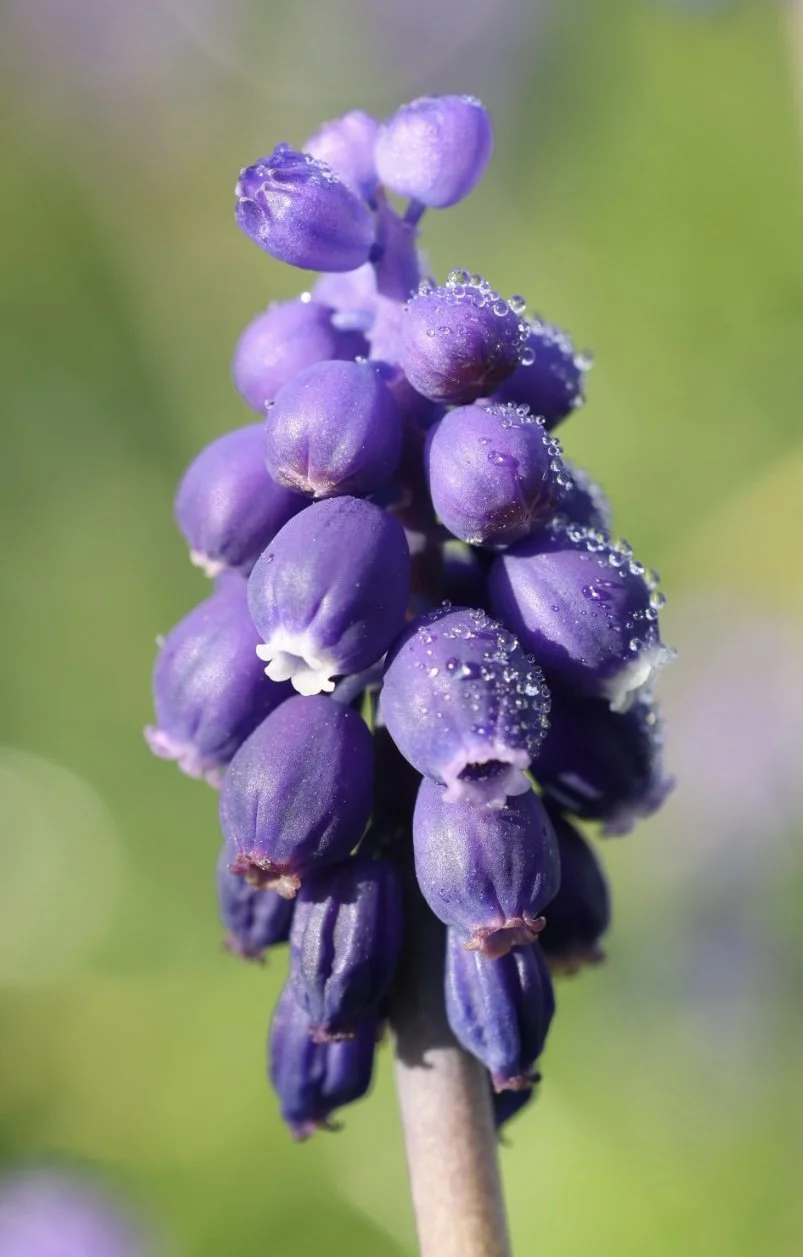 Flowers — photograph 4 by Sundeep Kheterpal
