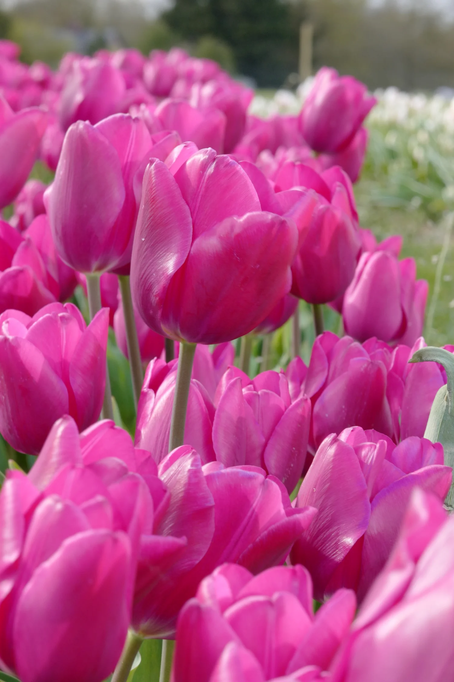 Flowers — photograph 5 by Sundeep Kheterpal