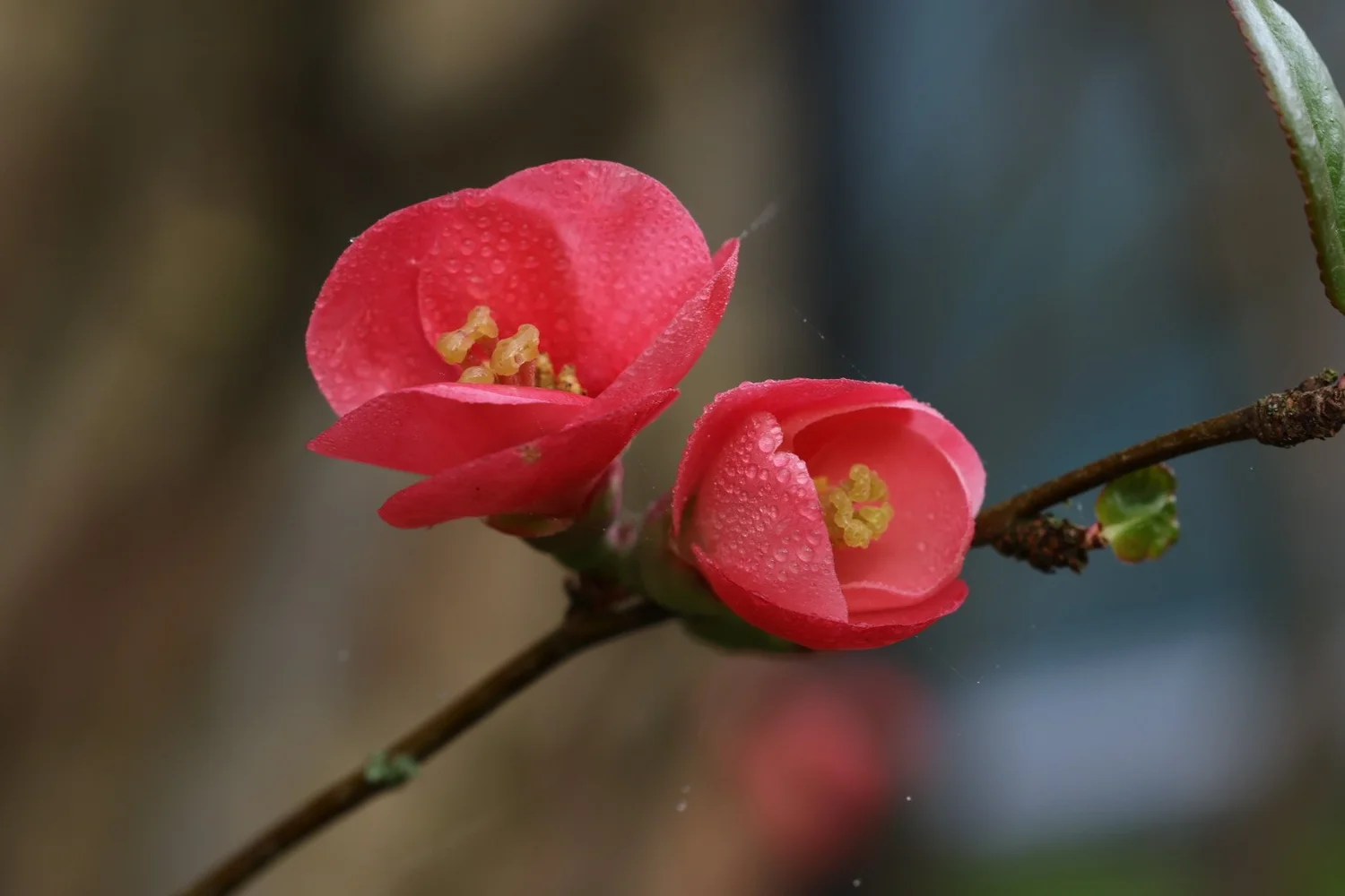 Flowers — photograph 6 by Sundeep Kheterpal