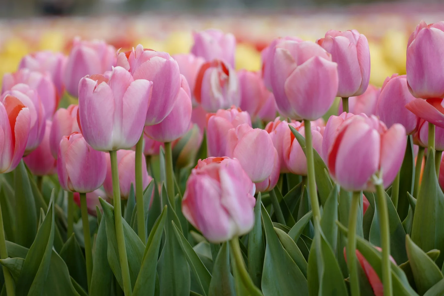Flowers — photograph 7 by Sundeep Kheterpal