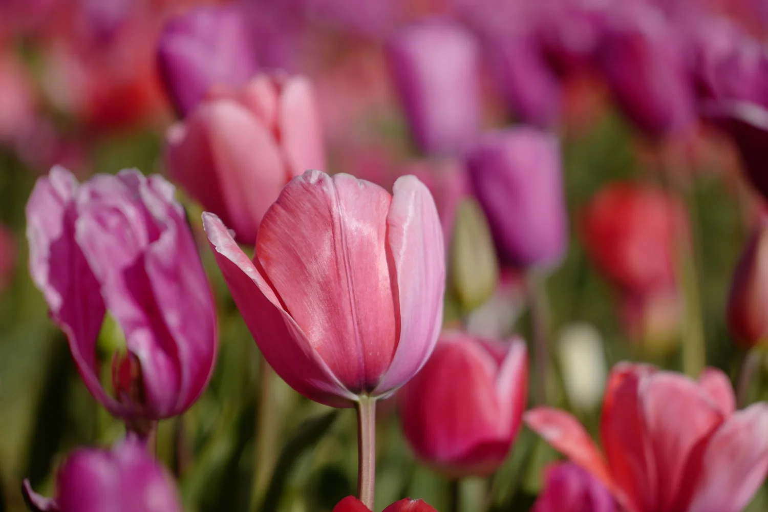 Flowers — photograph 8 by Sundeep Kheterpal