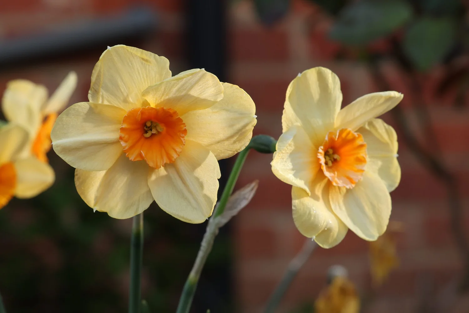 Flowers — photograph 9 by Sundeep Kheterpal