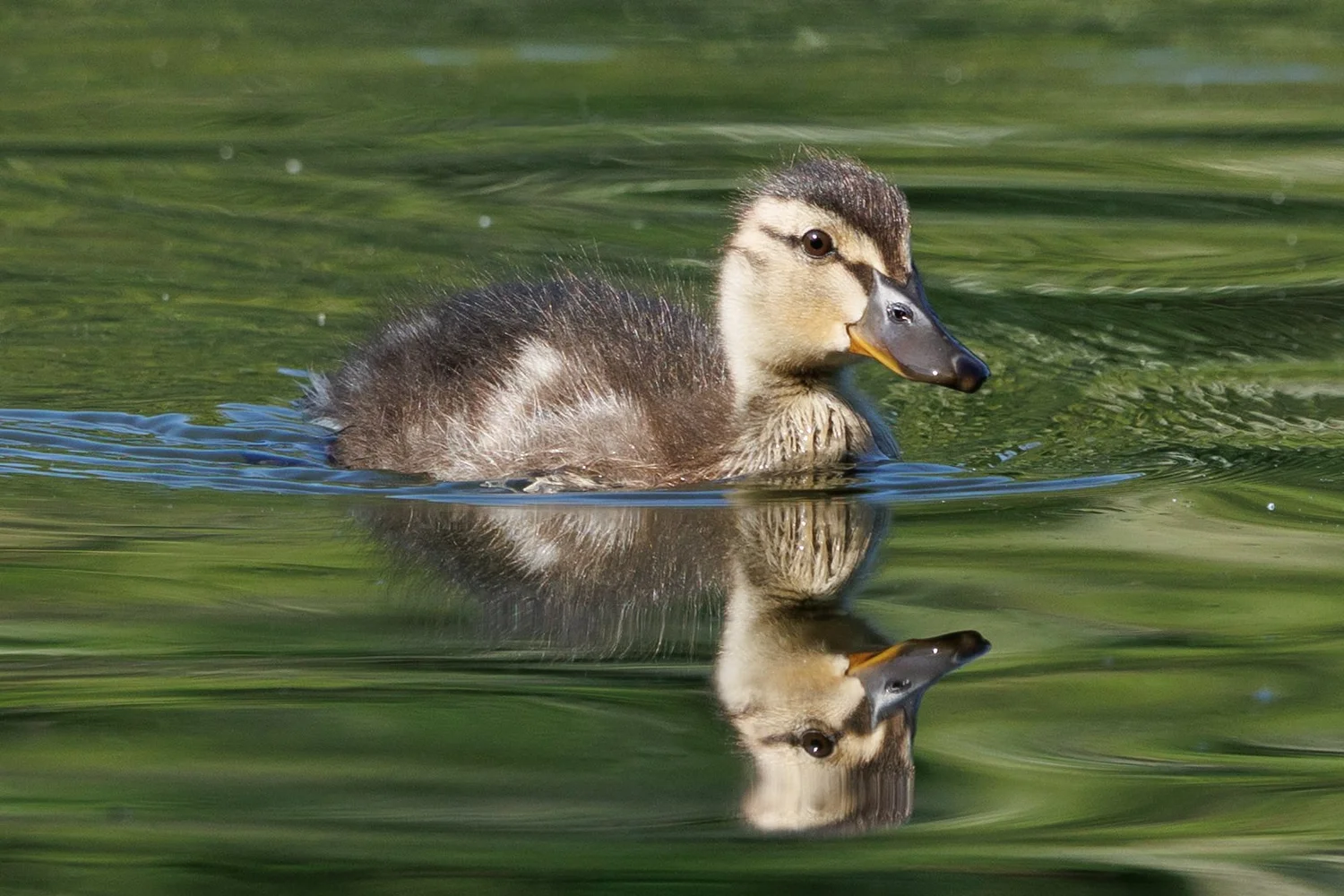 Wildlife — photograph 4 by Sundeep Kheterpal