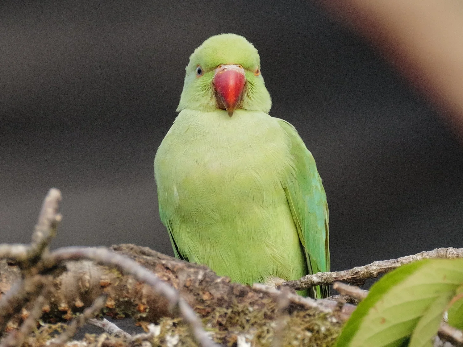 Wildlife — photograph 7 by Sundeep Kheterpal